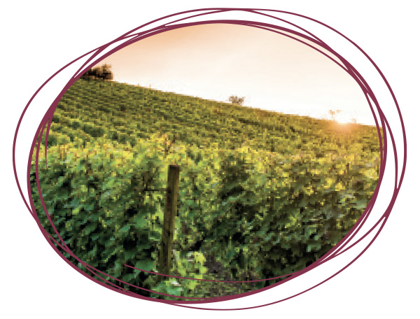 Vigne rouge